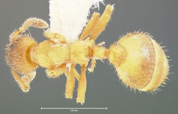 Media type: image;   Entomology 21051 Aspect: habitus dorsal view